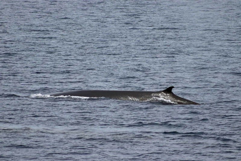 12 человек, плывущие на морском боте, столкнулись на Енисее (в районе Дудинки) с огромным китом. Фото: Shutterstock.