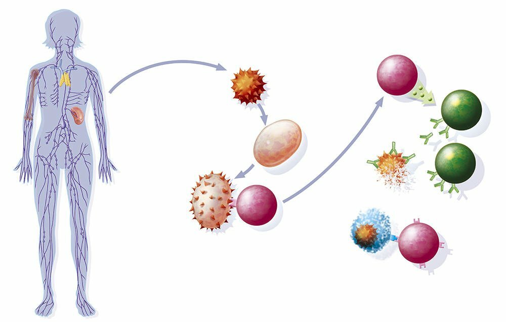 Иммунная система картинки для презентации